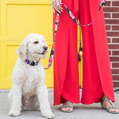 Doodle dog wearing dark floral collar and leash being held by girl in bright red pants.
