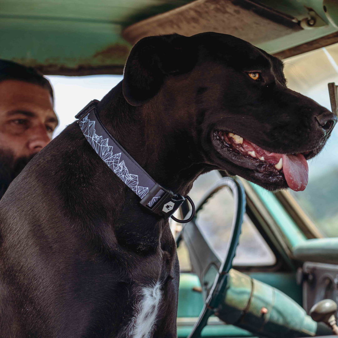 WolfMountain Dog Collar – Wolfgang